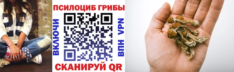 где купить наркоту  Балтийск  Псилоцибиновые грибы MAGIC MUSHROOMS 